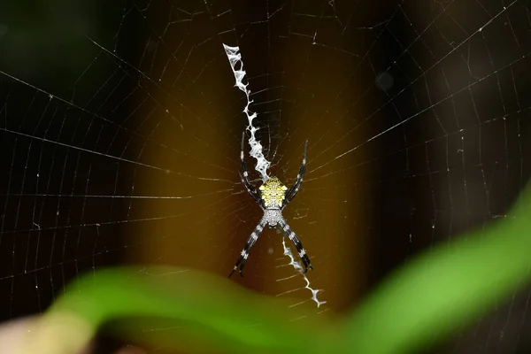 Tropical Spider Web Catches Prey — Stock Photo, Image