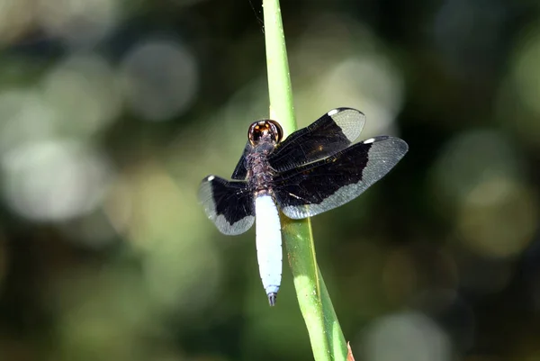 黑色和紫色的蜻蜓栖息在茎上 — 图库照片