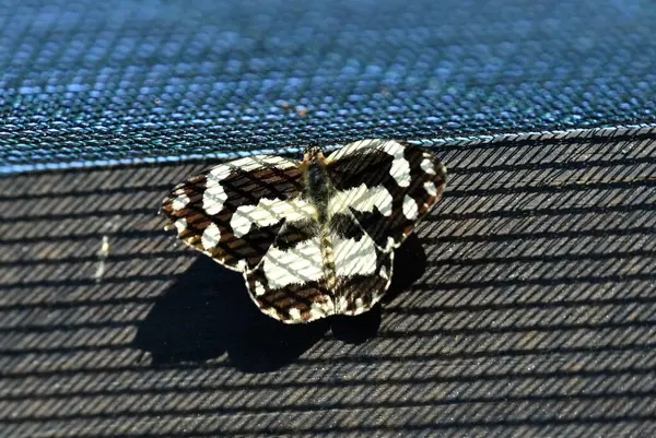 아름다운 나비가 대조를 이루는 지면에 — 스톡 사진