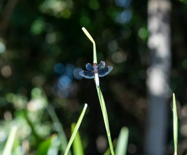 Libélula Preta Roxa Empoleirada Talo — Fotografia de Stock