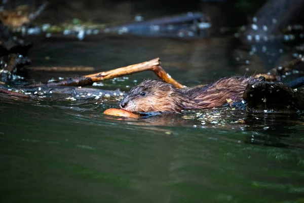 Water Chin Rat Water Hunting Food — Stock Photo, Image
