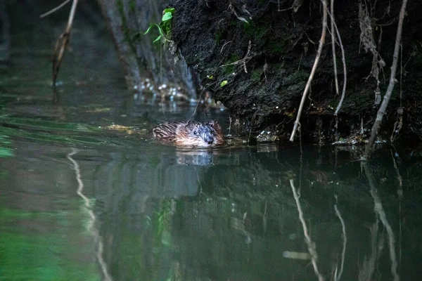 Ratto Mento Acqua Nella Caccia All Acqua Cibo — Foto Stock