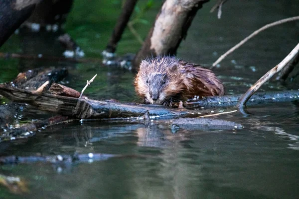 Ratto Mento Acqua Nella Caccia All Acqua Cibo — Foto Stock