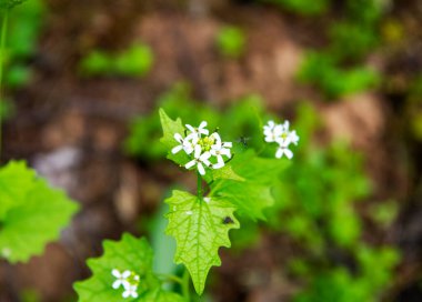 Kuşlar tohumları gagalamak için besleyiciye uçtu.