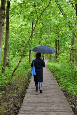 Yağmur yağdıktan sonra ormandaki tüm bitkiler canlanır.