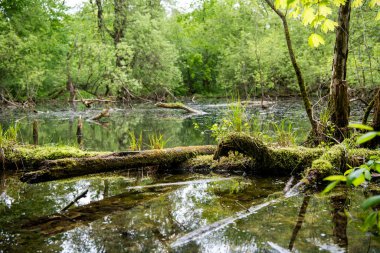 Yağmur yağdıktan sonra ormandaki tüm bitkiler canlanır.