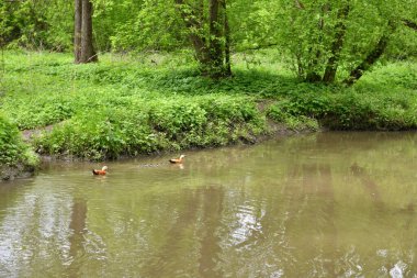 Küçük ördekli kahverengi ördekler nehirde yüzmeyi öğrenirler.
