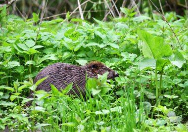 Kahverengi kunduz otla beslenen bir çayırdaki delikten sürünerek çıktı.