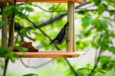 Parlak güzel kuş ormanda yiyecek arıyor.