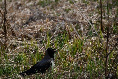 Nehir kenarındaki ormanda doğal bir kuş.