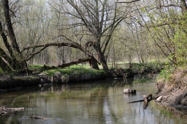 Bahar nehri güneşin altında uyanır.