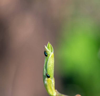 İlk yapraklar ve filizler üzerindeki ilk parlak böcekler