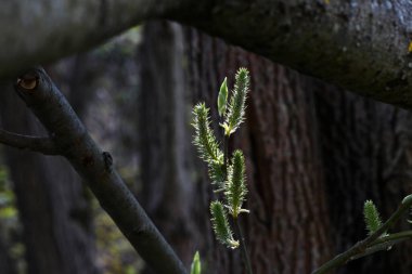 İlk çiçek açan çiçeklerdeki ilk böcekler