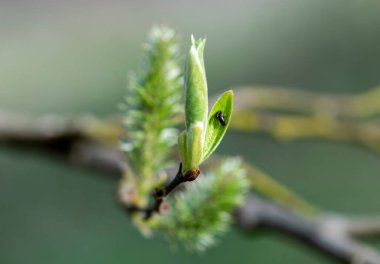 İlk çiçek açan çiçeklerdeki ilk böcekler