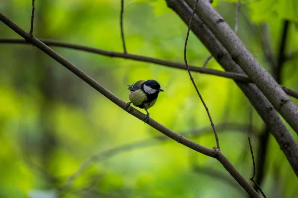 beautiful bird in the forest looking for food