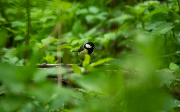 Bel Oiseau Dans Forêt Recherche Nourriture — Photo