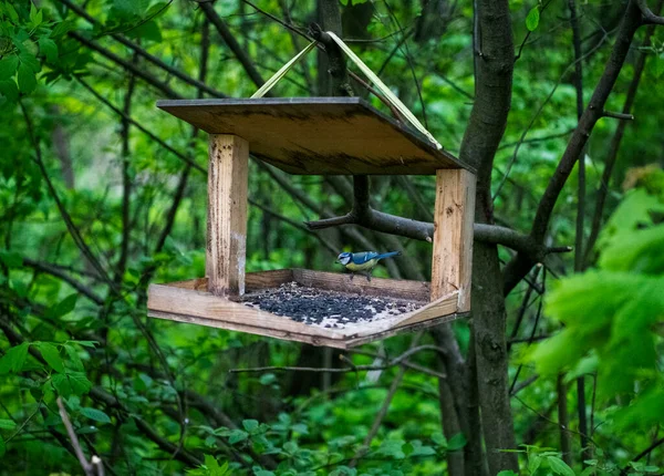 Vögel Flogen Ins Futterhäuschen Samen Picken — Stockfoto