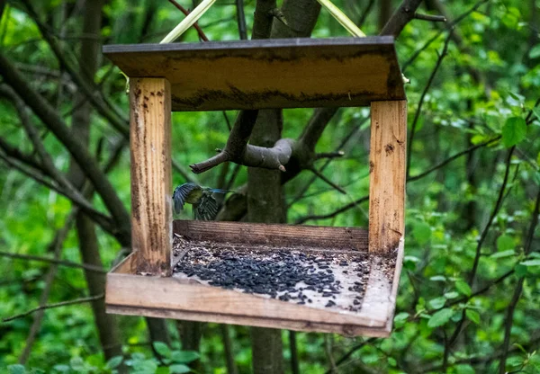 Fåglar Flög Mataren För Att Picka Frön — Stockfoto