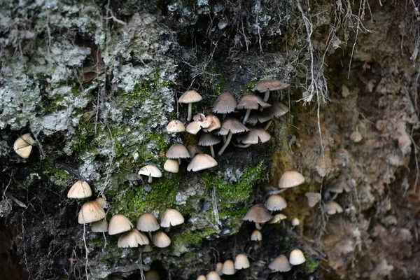 Nach Regen Erwacht Die Gesamte Vegetation Wald Zum Leben — Stockfoto