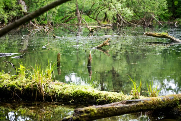 Tutta Vegetazione Prende Vita Nella Foresta Dopo Pioggia — Foto Stock