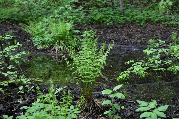 Toda Vegetación Cobra Vida Bosque Después Lluvia —  Fotos de Stock