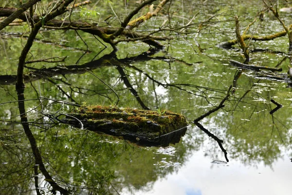 すべての植生は雨の後森の中で — ストック写真