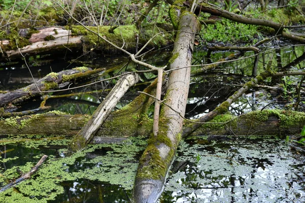 すべての植生は雨の後森の中で — ストック写真