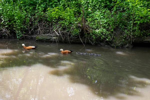 Braune Enten Mit Kleinen Entchen Lernen Auf Dem Fluss Schwimmen — Stockfoto