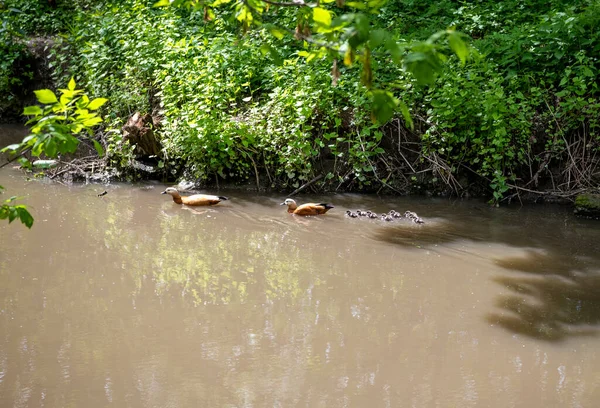 Patos Castanhos Com Pequenos Patinhos Aprendem Nadar Rio — Fotografia de Stock