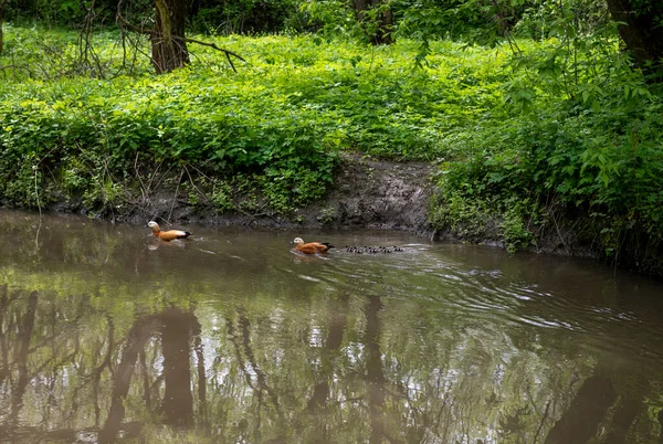 오리가 갈색오리는 강에서 헤엄치는 배운다 — 스톡 사진