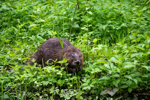 Brauner Biber Kroch Aus Einem Loch Auf Einer Wiese Und — Stockfoto