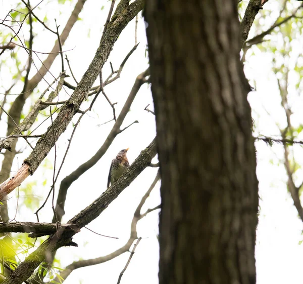 Яркая Красивая Птица Ищет Пищу Лесу — стоковое фото