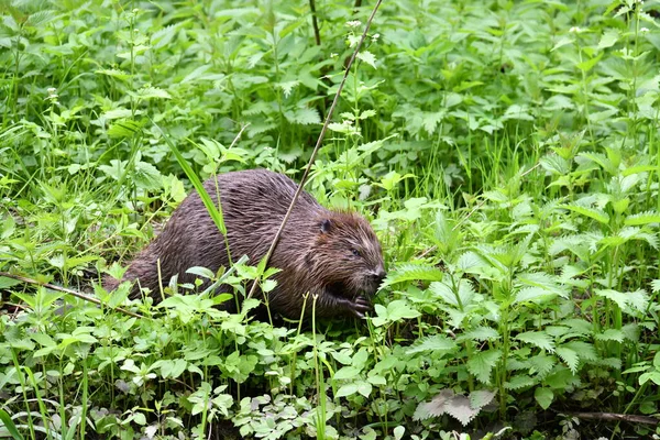 Brauner Biber Kroch Aus Einem Loch Auf Einer Wiese Und — Stockfoto