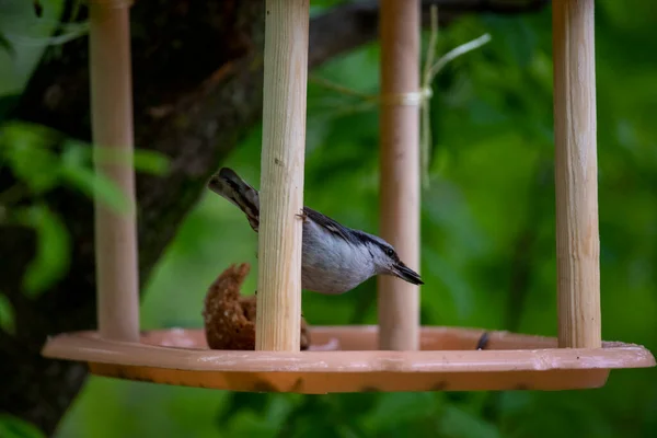 Heller Schöner Vogel Auf Nahrungssuche Wald — Stockfoto