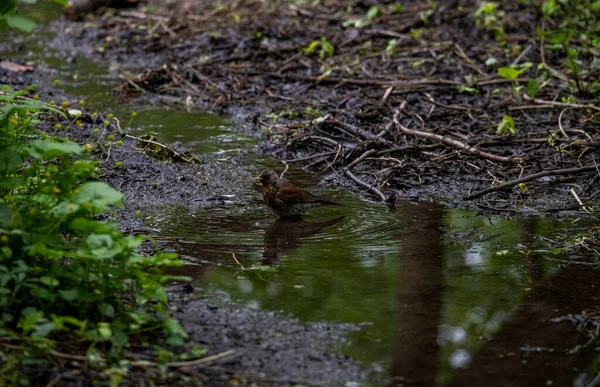 Jasný Krásný Pták Hledá Jídlo Lese — Stock fotografie