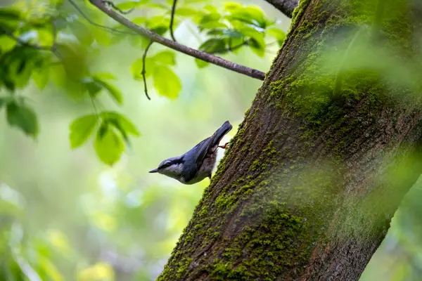 聪明美丽的鸟儿在森林里觅食 — 图库照片