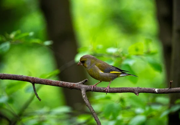 Naturlig Fågel Skogen Nära Floden — Stockfoto