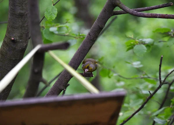 Oiseau Naturel Dans Forêt Près Rivière — Photo