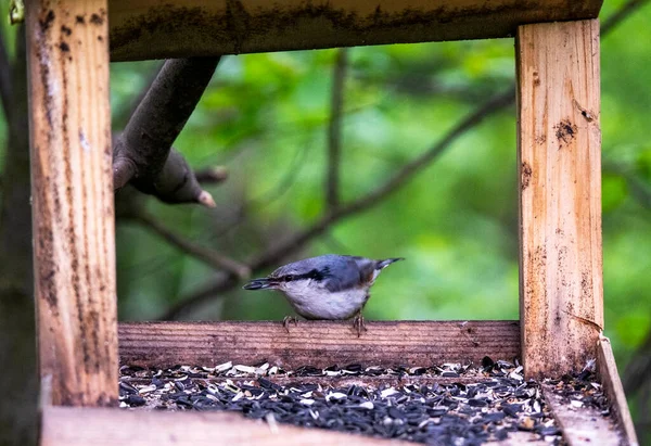 Naturlig Fågel Skogen Nära Floden — Stockfoto