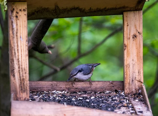 Naturlig Fågel Skogen Nära Floden — Stockfoto