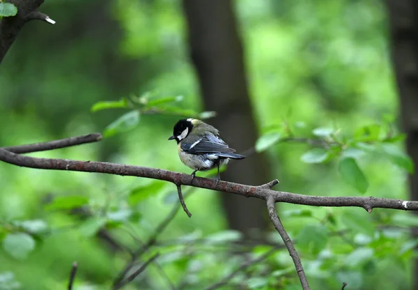 Uccello Naturale Nella Foresta Vicino Fiume — Foto Stock
