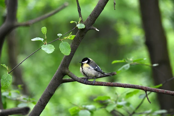 Naturvogel Wald Fluss — Stockfoto