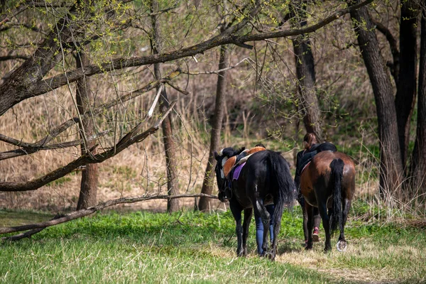 Chevaux Cavalier Plein Air Loisirs — Photo