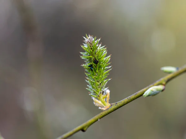 Premiers Insectes Sur Les Premières Fleurs Fleurs — Photo