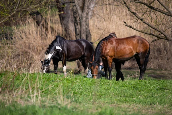 Pferde Und Reiter Auf Freizeitaktivitäten — Stockfoto