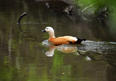 Parlak orman kuşu doğal koşullarda ormanda yiyecek arıyor.