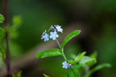 Parlak orman kuşu doğal koşullarda ormanda yiyecek arıyor.