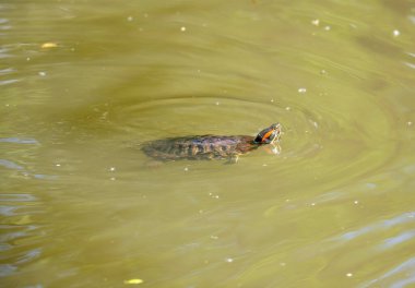 Nehirdeki bir ormanda yüzen kaplumbağa.