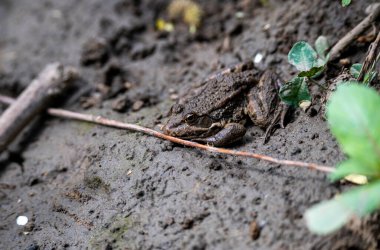 Gri kurbağa güneşte nehir kıyısında güneşleniyor.