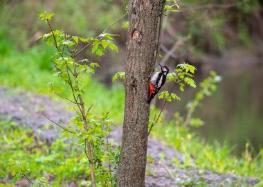 Parlak orman kuşu doğal koşullarda ormanda yiyecek arıyor.